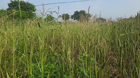 Image of maize crops used for representative purpose.