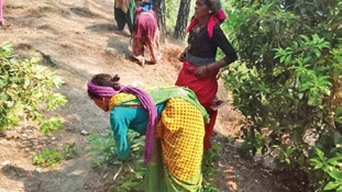 Van panchayats can take steps to check forest fires