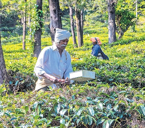 The workers should hand over the company’s properties to the administration and those who opted for the scheme should vacate their quarters within 45 days, or August 7.