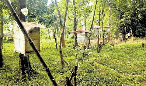 The incident came as a stark reminder of the increasing human-elephant conflicts plaguing Kerala.