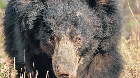 Halt encroachments in Mirzapur sloth bear reserve, government told
