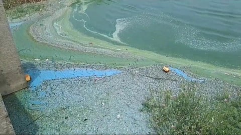 Greenish water observed in Veeranam Lake and its connected canal