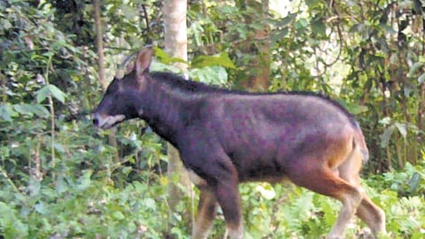 Mainland Serow, vulnerable mammal species, sighted in Raimona National Park