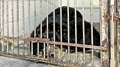 A bear taking a nap inside a small cell on Sunday afternoon