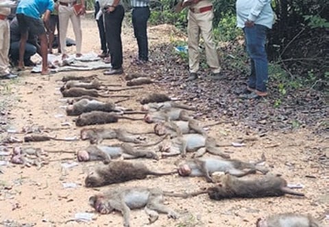 34 monkeys sedated, beaten to death in Chikkamagaluru