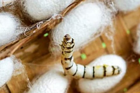 The price of silkworm cocoons have been increasing for the past few days and has brought cheer among farmers in Annamayya district.