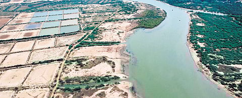 Mangroves at Pulicat