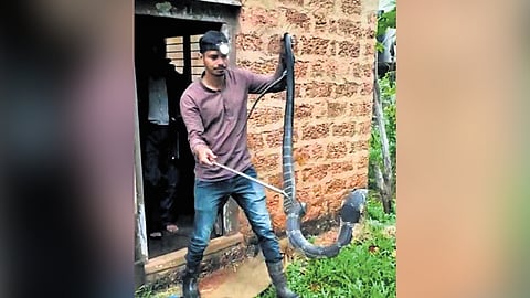 Hisss... Man encounters King Cobra in his kitchen in Uttara Kannada district