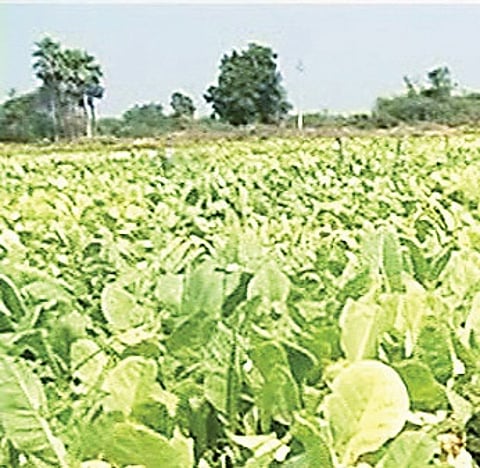 Andhra's Ongole farmers unhappy over tobacco auction prices