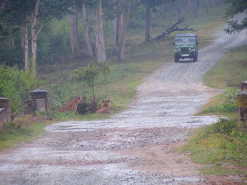 Safari jeep going close to a tiger couple in Kabini Reserve.