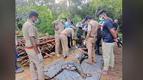 The carcass of the animal was found in a river on Friday afternoon by Anti-Poaching Watchers during a regular patrol inside the forest.