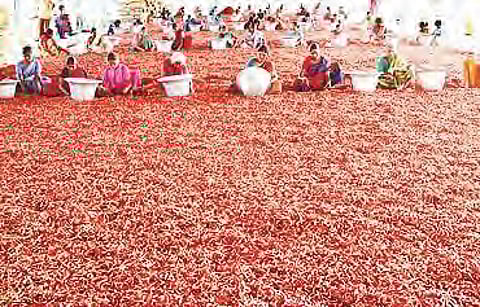 Over 20,000 farmers who utilised the Kalgudi digital market-platform sold their produce in the international market and earned around Rs 1,800 to Rs 1,900 extra per quintal.