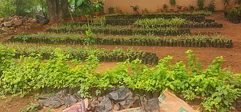 Doing their bit for a green future