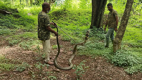 A 13 foot long King cobra was rescued from a bush at MGR Nagar adjacent to the Palapatti village in Sirumugai and later released inside the forest.