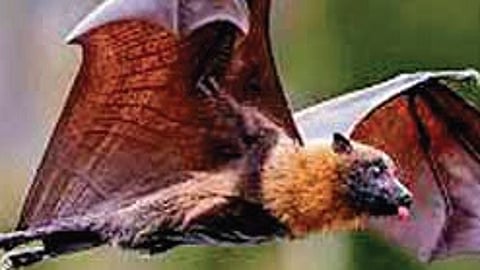 Fruit bats, particularly Pteropus species, serve as natural reservoirs of the Nipah virus.