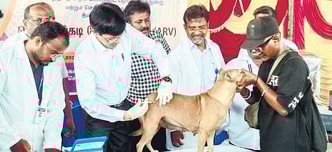 File photo of Corporation Commissioner J Radhakrishnan vaccinating a dog | express