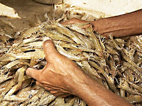 Shrimp, a major export earner, plays a crucial role in the economy of coastal districts, including Nellore.