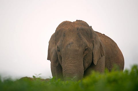 Elephant image used for representational purposes only