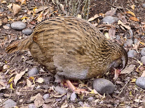 Representative Image of weka bird.