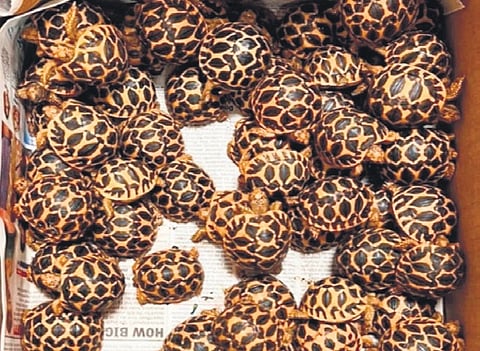The customs searched his trolley suitcase and found four smaller bags inside which contained a total of 427 tortoises.
