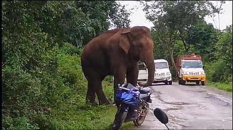 Image of tusker used for representational purpose only.