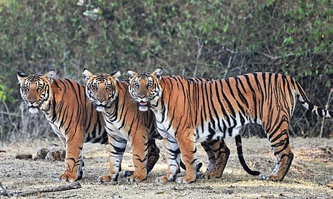 Kawal Tiger Reserve