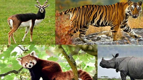India Launches Comprehensive Fauna Checklist on ZSI's 109th Foundation Day.