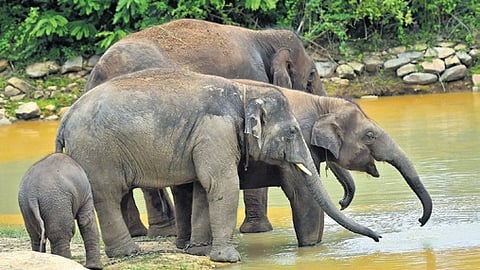 Representative image of elephants.