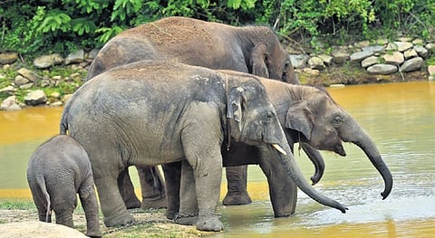 In the early hours of Friday, 55-year-old Hakki Pikki tribal Chikkamadaiah, who worked as a watcher, died in an elephant attack.