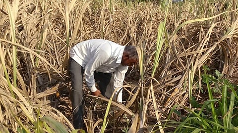 Farmers fear the quality of the sugarcane would be hit, leading to losses.
