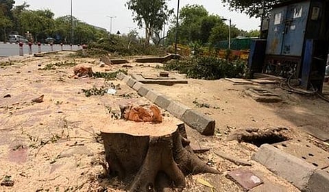 77,000 trees permitted to be cut down or transplanted in 2019–2021