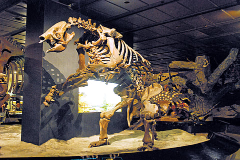 The fossilised skeleton of a giant ground sloth on display at the North Carolina Museum of Natural Sciences