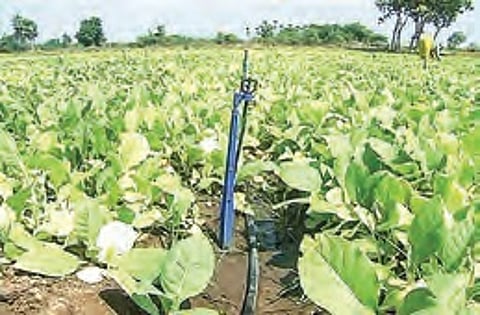 Buyers wait for tobacco board’s nod to purchase excess produce in auctions