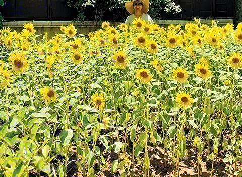 The joy of yellow yields