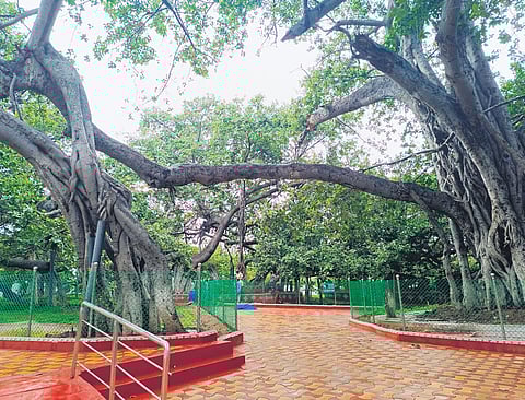 To ensure its safety, chain link fence has been erected around the branches of Pillalamarri, the centuries-old banyan tree in Mahabubnagar