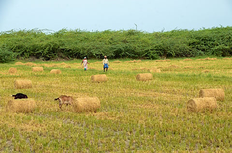 Haystacks rolled up in a field after paddy harvesting (Photo | Express)