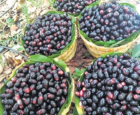 Black plum image used for representation.