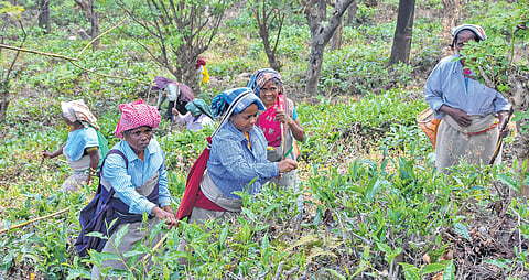 Workers at Manjolai tea estate