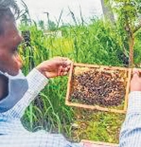 Tribals and forest-dwellers have traditional knowledge in honey-collection. But their produce is not commercialised on a large scale because of multiple reasons