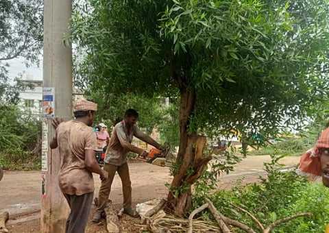 Conocarpus trees are being removed in Kakinada rural.