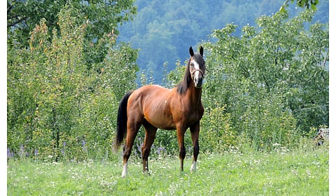 Representative image