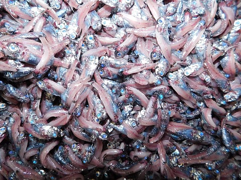 Exploration of inedible fish species on cards in Kerala