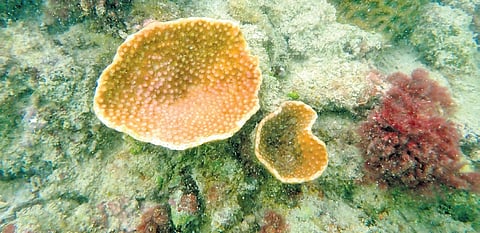 A Turbinaria coral in recovery from the recent bleaching event
