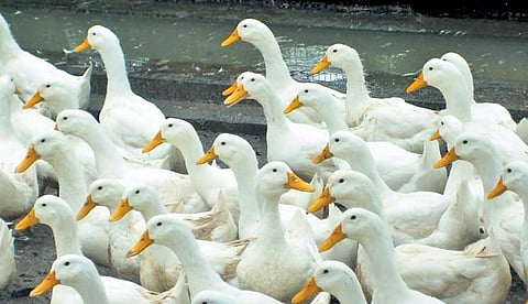 The hybrid snow white breed was the result of careful selection of crossbreeds