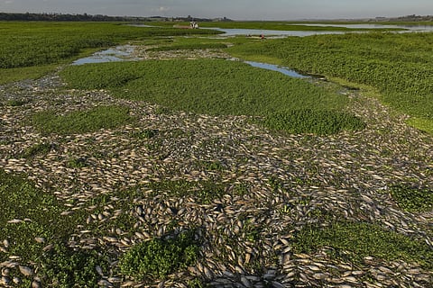 Thousands of dead fish lie on the banks of the Piracicaba River in a rural area of Piracicaba, Sao Paulo state, Brazil, Wednesday, July 17, 2024.