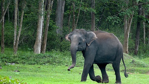 The elephant had ventured out of the forest for crop raid and returned to the forest after targeting Paramesh.