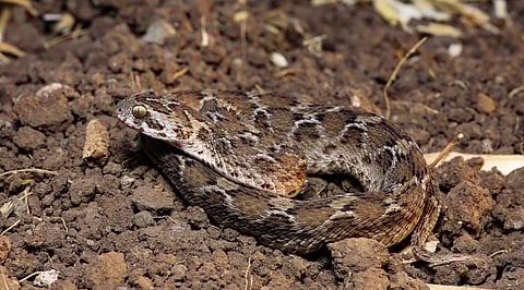 Image of snake used for representational purposes only