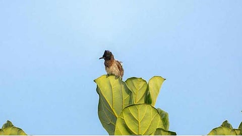 Photograph of a bulbul clicked by actor Mammootty