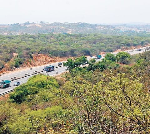 Hosur forest division wildlife warden K Karthikeyani told TNIE, “From January 2019 to May 2024, 34 animals perished in roadkill on the NH