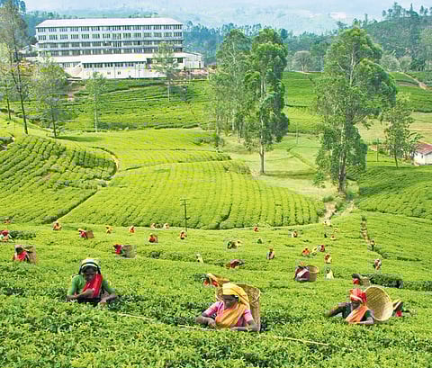 The tea gardens of Sri Lanka